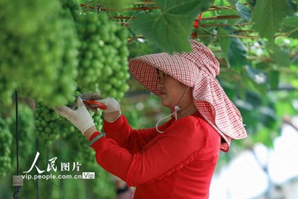 万银配资 云南陆良：葡萄园里劳作忙