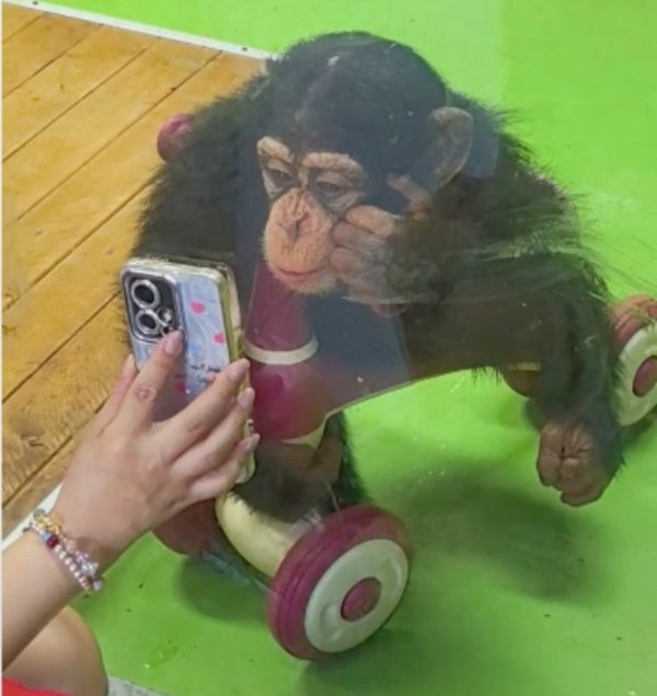 冠达配资 不要给猩猩看手机！上海野生动物园设置醒目提醒！