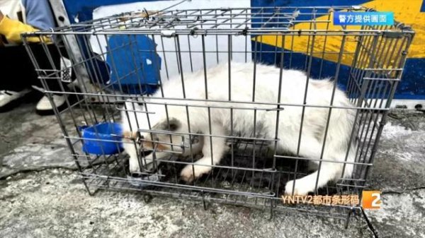 信弘配资 “狐仙”现身昆明某小区！市民：我一开始以为是狗