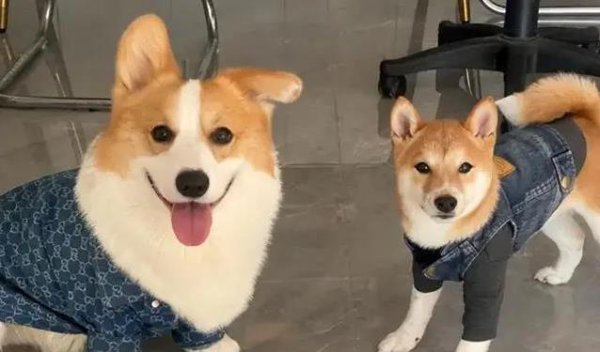 声优配音 狗狗粘你如影随形？不熟冷漠似路人？一招看出它心里有没有你