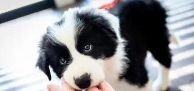 牛股堂 狗狗轻轻咬你一口就跑？原来藏着这些小心思！